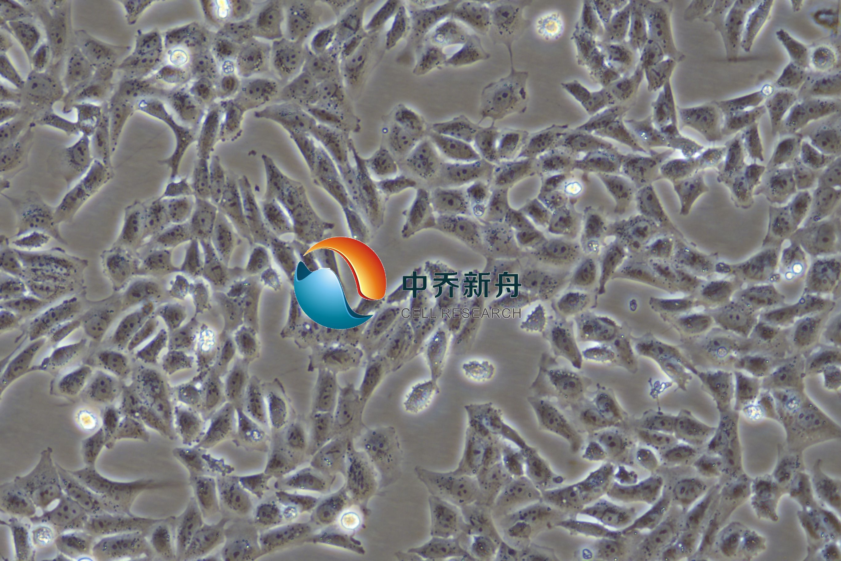 小鼠视网膜小胶质细胞