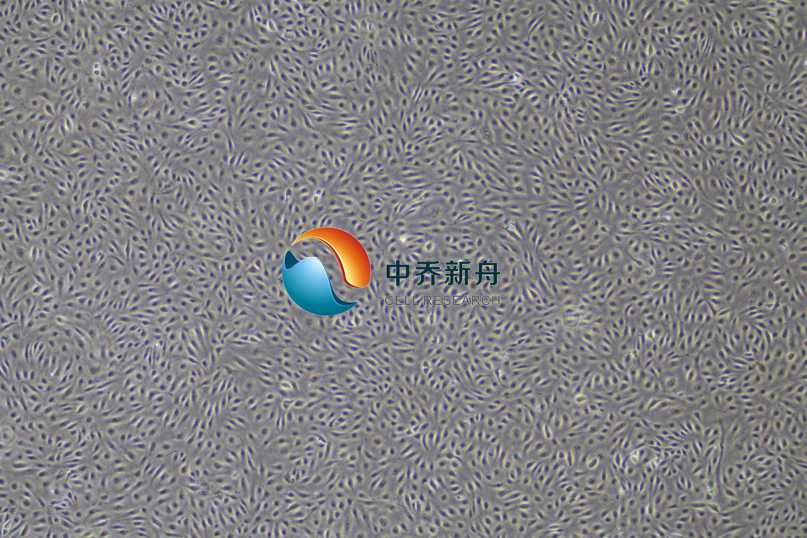 原代人毛囊干细胞
