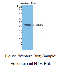 大鼠神经疾病靶标酯酶(NTE)多克隆抗体