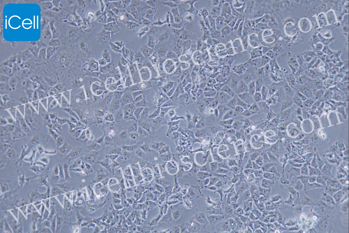 https://img.medsci.cn/5f561f9d1966c8a40c069b97fcac23b82666d7612246dbae75064de0bed04333.png