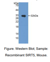 小鼠沉默调节蛋白5(SIRT5)多克隆抗体