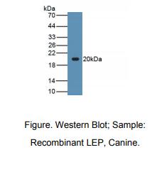 犬瘦素(LEP)多克隆抗体