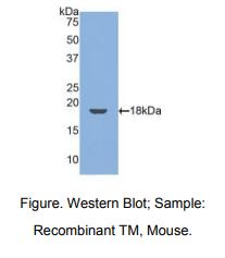 小鼠血栓调节蛋白(TM)多克隆抗体