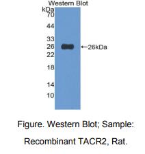 大鼠速激肽受体2(TACR2)多克隆抗体