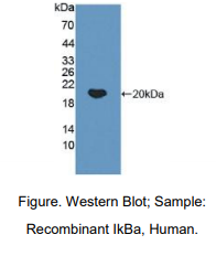 人核因子κB抑制因子α(IkBa)多克隆抗体