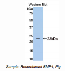 猪骨成型蛋白4(BMP4)多克隆抗体