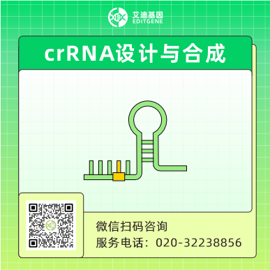 crRNA设计与合成