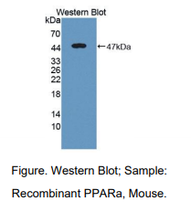 https://msimg.bioon.com/bionline/goods-no-pic.png