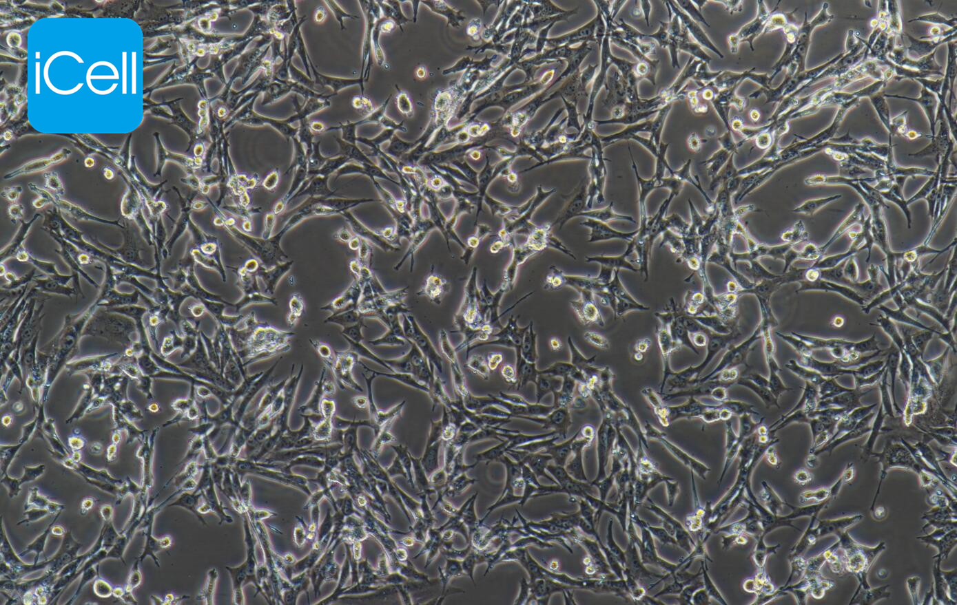 HT22小鼠海马神经元细胞/STR鉴定