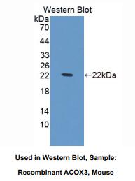 小鼠酰基辅酶A氧化酶3(ACOX3)多克隆抗体