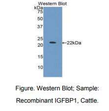 牛胰岛素样生长因子结合蛋白1(IGFBP1)多克隆抗体