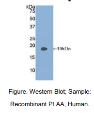 https://msimg.bioon.com/bionline/goods-no-pic.png