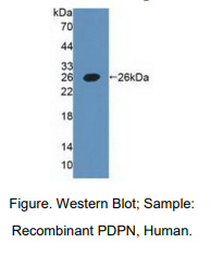 人平足蛋白(PDPN)多克隆抗体