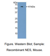 小鼠嵌套蛋白(NES)多克隆抗体