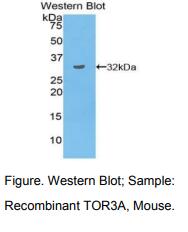 小鼠耐扭蛋白3A(TOR3A)多克隆抗体