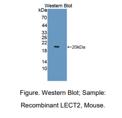 小鼠白细胞衍生趋化因子2(LECT2)多克隆抗体