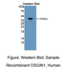 人氧化应激诱导生长抑制因子1(OSGIN1)多克隆抗体