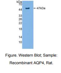 大鼠水通道蛋白4(AQP4)多克隆抗体