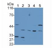 小鼠肾损伤分子1(Kim1)多克隆抗体
