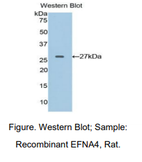 大鼠肝配蛋白A4(EFNA4)多克隆抗体