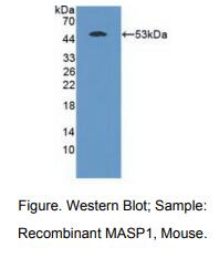 https://msimg.bioon.com/bionline/goods-no-pic.png