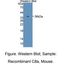 小鼠补体成分8α(C8a)多克隆抗体