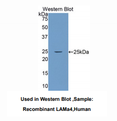 人层粘连蛋白α4(LAMa4)多克隆抗体