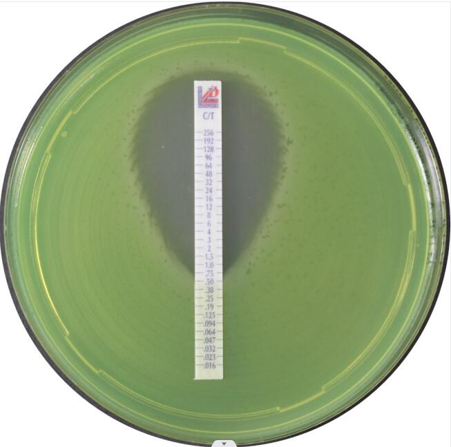 利飞驰多黏菌素B E-TEST条总代