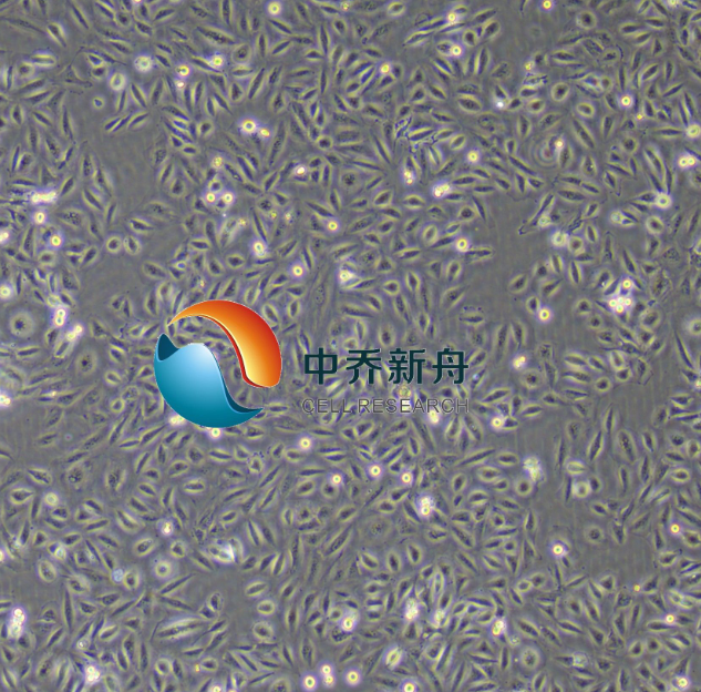 人鼻咽上皮细胞-永生化