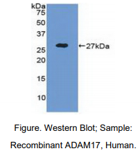 人解整合素金属蛋白酶17(ADAM17)多克隆抗体