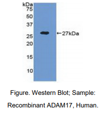 https://msimg.bioon.com/bionline/goods-no-pic.png