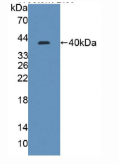 https://msimg.bioon.com/bionline/goods-no-pic.png