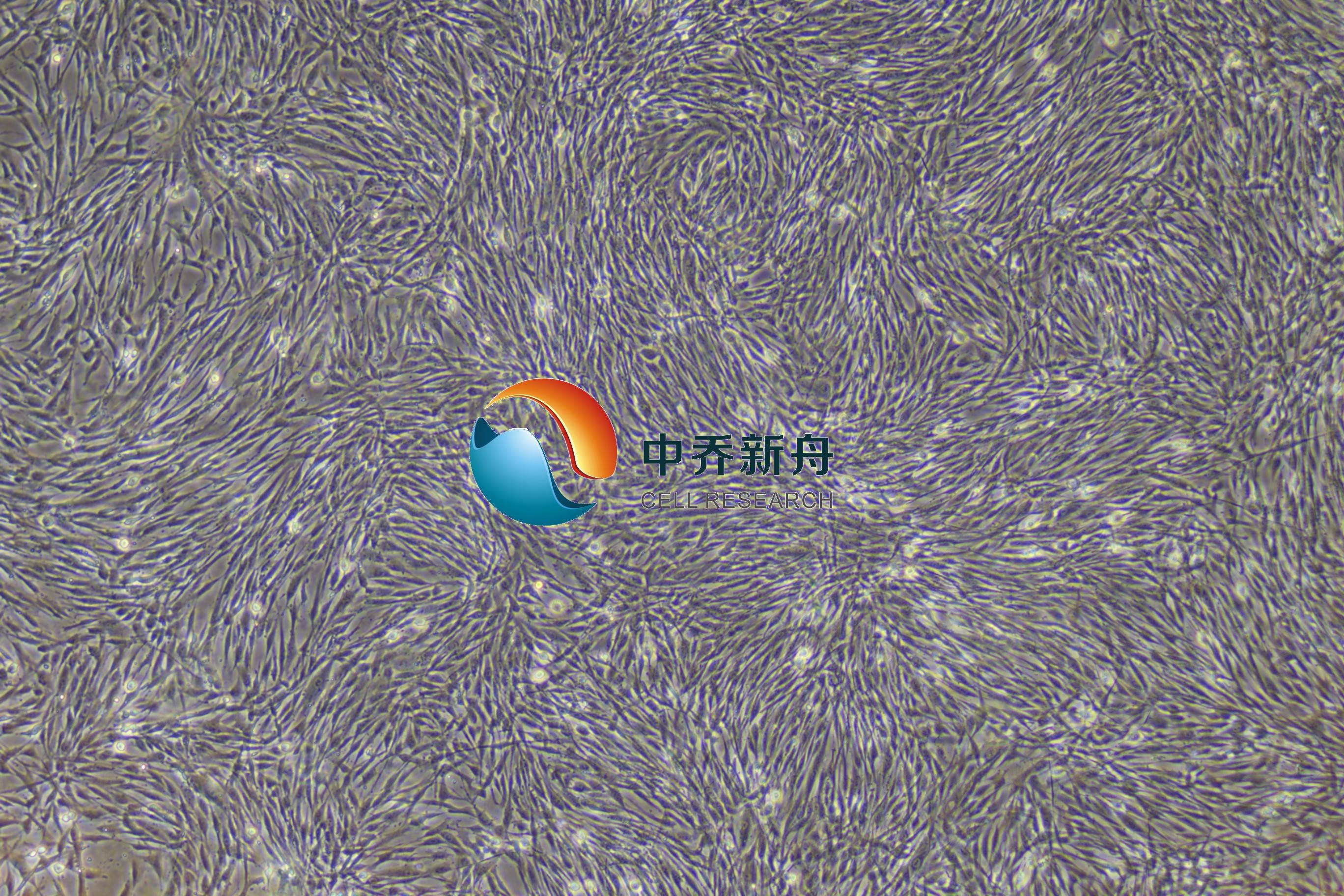 原代人输卵管成纤维细胞