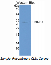 犬簇集蛋白(CLU)多克隆抗体