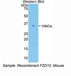 小鼠卷曲同源物10(FZD10)多克隆抗体