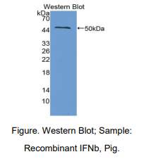 猪干扰素β(IFNb)多克隆抗体