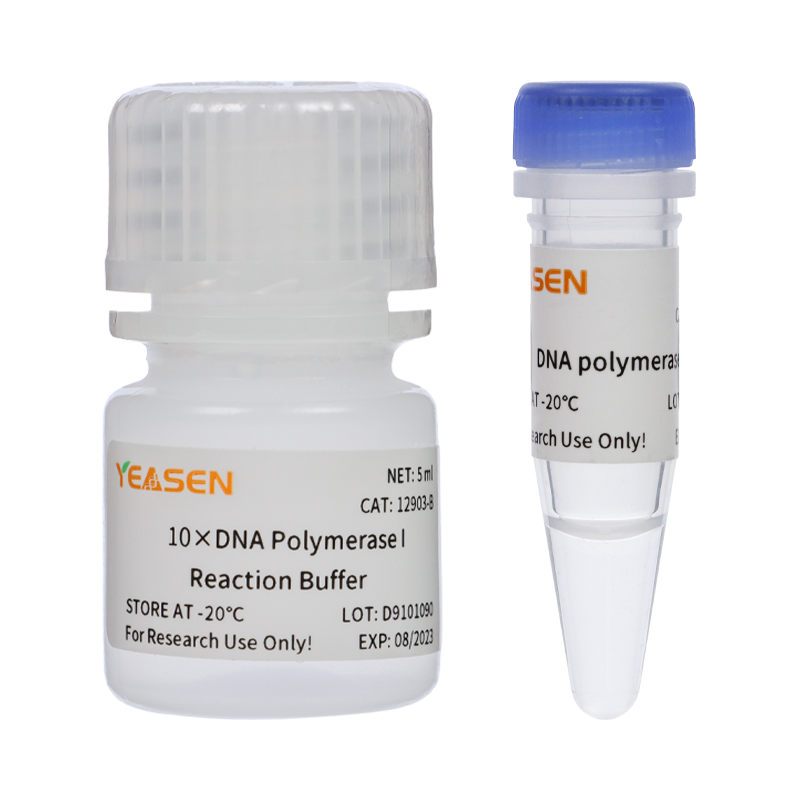 DNA Polymerase Ⅰ