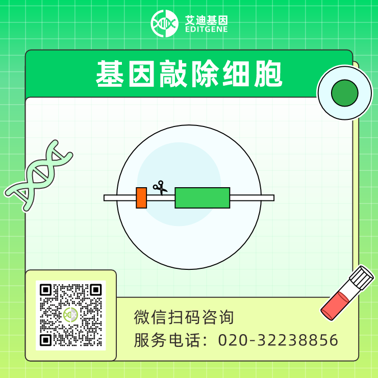 基因敲除细胞