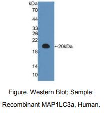 人微管关联蛋白1轻链3α(MAP1LC3a)多克隆抗体