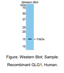 人高尔基糖蛋白1(GLG1)多克隆抗体
