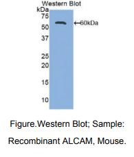 小鼠白细胞激活黏附因子(ALCAM)多克隆抗体