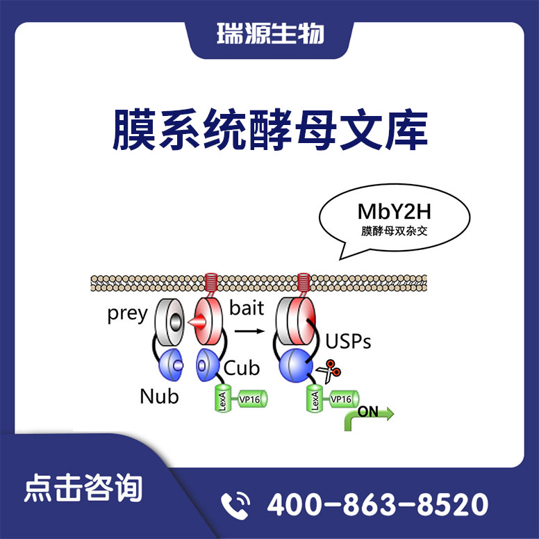 酵母双杂交技术服务（膜系统酵母文库）
