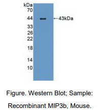 小鼠巨噬细胞炎性蛋白3β(MIP3b)多克隆抗体