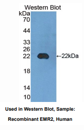 人含EGF样模块粘蛋白样激素受体2(EMR2)多克隆抗体