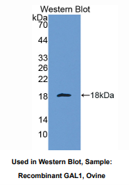 绵羊半乳糖凝集素1(GAL1)多克隆抗体