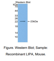 小鼠溶酶体酸脂肪酶A(LIPA)多克隆抗体