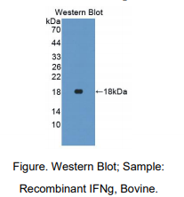 https://msimg.bioon.com/bionline/goods-no-pic.png