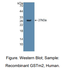 https://msimg.bioon.com/bionline/goods-no-pic.png