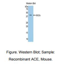 小鼠血管紧张素转化酶(ACE)多克隆抗体