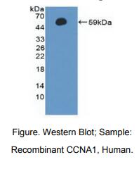 人细胞周期素A1(CCNA1)多克隆抗体